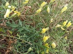 Linaria dalmatica