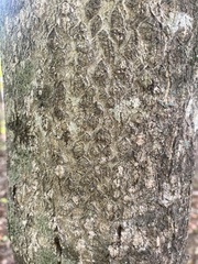 Carya tomentosa