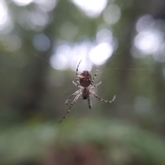 Metellina segmentata