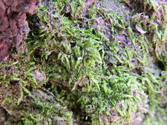 Brachytheciaceae