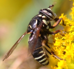 Spilomyia fusca