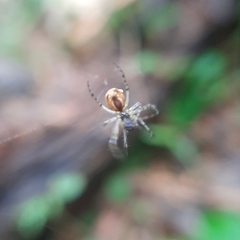 Metellina segmentata