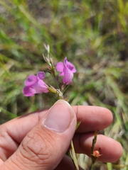 Agalinis heterophylla