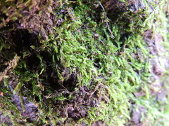 Brachytheciaceae