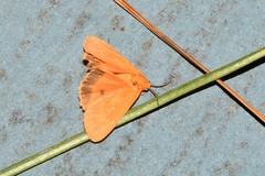 Virbia aurantiaca