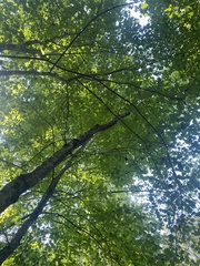 Carya tomentosa