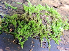 Oxyrrhynchium hians