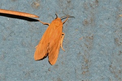 Virbia aurantiaca