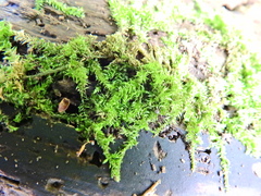 Oxyrrhynchium hians