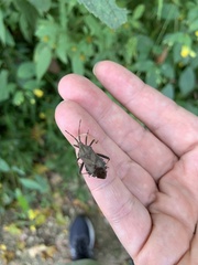 Piezogaster calcarator