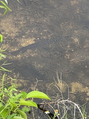 Lepisosteus platyrhincus