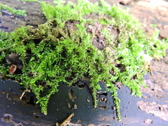 Oxyrrhynchium hians