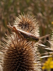 Melanoplus femurrubrum