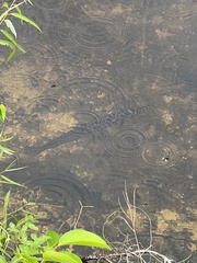 Lepisosteus platyrhincus