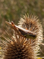 Melanoplus femurrubrum