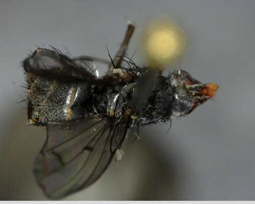 iNaturalist observation photo of Flies