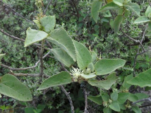 Croton pulcher