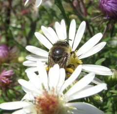 Colletes compactus