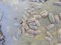 Oniscus asellus