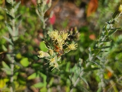 Brickellia eupatorioides