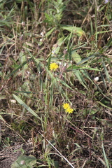 Crepis