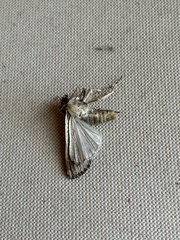 Spodoptera exigua