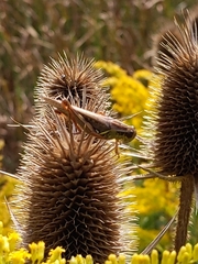 Melanoplus femurrubrum