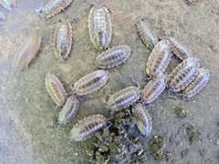 Oniscus asellus