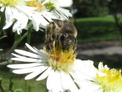 Colletes compactus