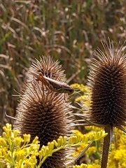 Melanoplus femurrubrum