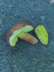 Hemileccinum rubropunctum