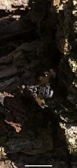 Pseudotephritis vau