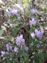 Gentianella quinquefolia