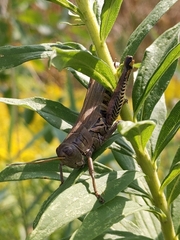 Melanoplus differentialis