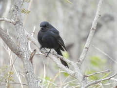 Melaenornis pammelaina