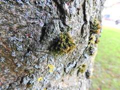 Lewinskya affinis