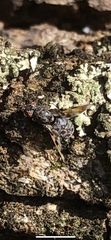 Pseudotephritis vau