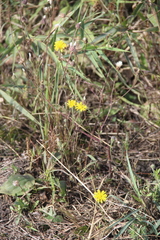 Crepis