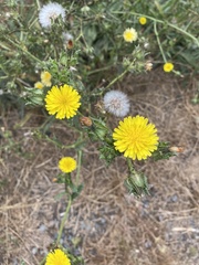 Taraxacum