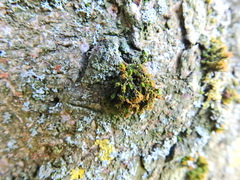Lewinskya affinis