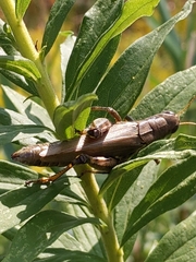 Melanoplus differentialis