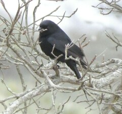 Melaenornis pammelaina