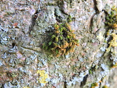 Lewinskya affinis