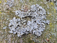 Parmelia sulcata
