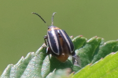Disonycha glabrata