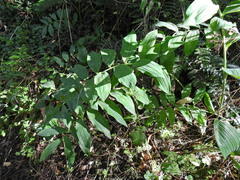 Polygonatum × hybridum