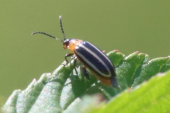 Disonycha glabrata