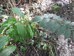 Polygonatum × hybridum