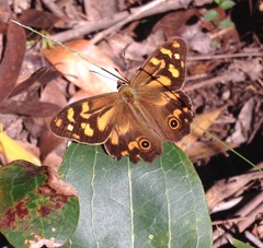 Heteronympha banksii
