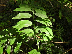 Polygonatum × hybridum